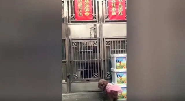 Un cachorro sorprendió en TikTok por su entusiasmo al abrir una puerta para que ingresen sus compañeros.