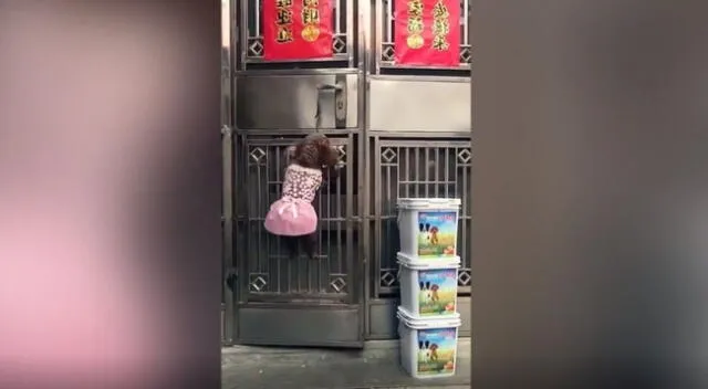 Un cachorro sorprendió en TikTok por su entusiasmo al abrir una puerta para que ingresen sus compañeros.