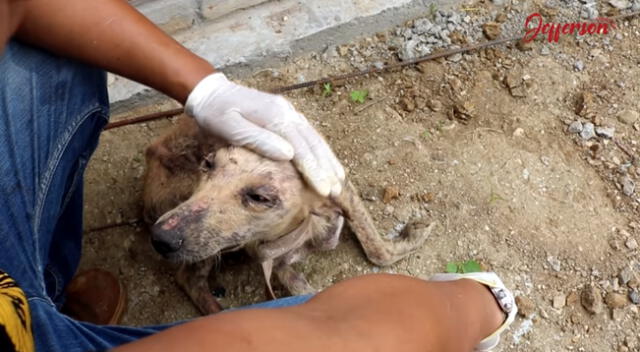 El perrito fue encontrado en un deplorable estado de abandono.