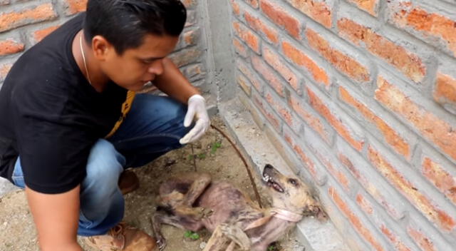 El perrito fue encontrado en un deplorable estado de abandono.