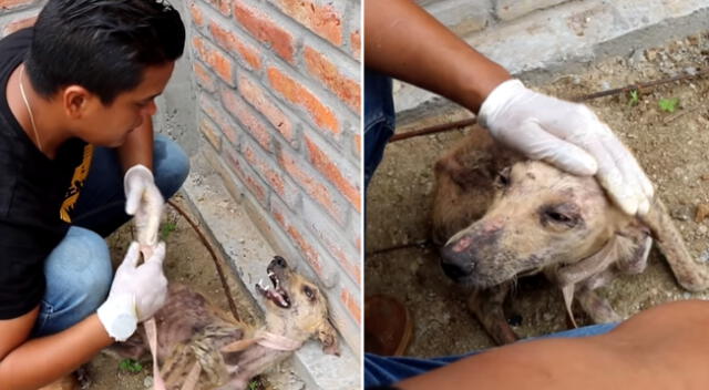 El perrito fue encontrado en un deplorable estado de abandono.