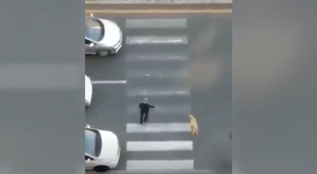 Hombre detuvo el tránsito para que un temeroso perro pueda cruzar la pista