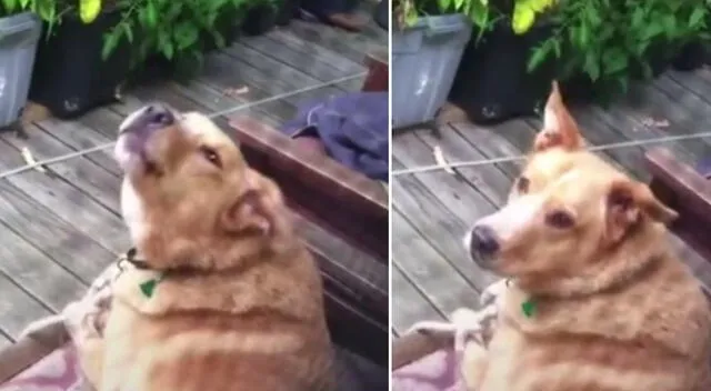 El perrito se sorprendió al escuchar que los lobos le contestaron.