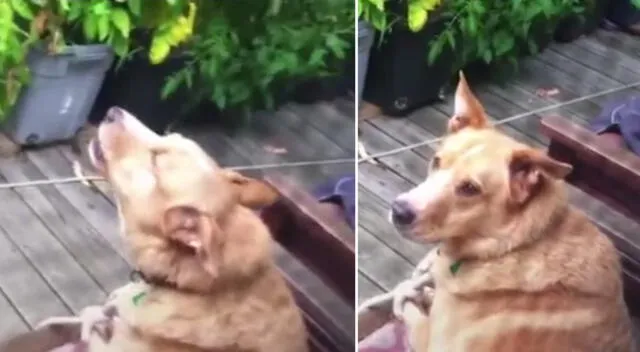 El perrito se sorprendió al escuchar que los lobos le contestaron.