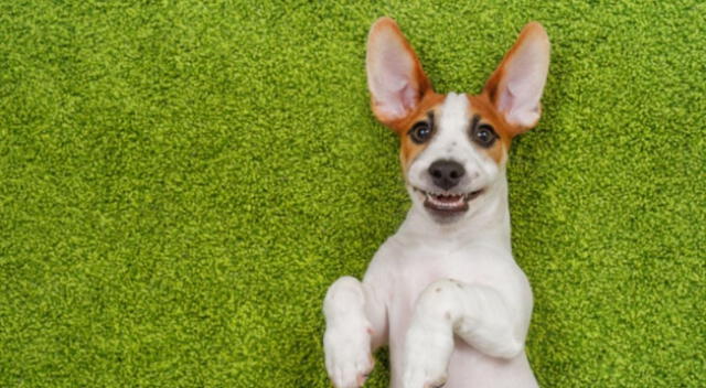El comportamiento de un perrito causó risas y sorpresas en miles de internautas de Facebook tras evitar que su dueño se vaya a trabajar.