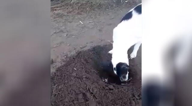 Perrita cava una tumba para sepultar a su cachorro que había nacido muerto