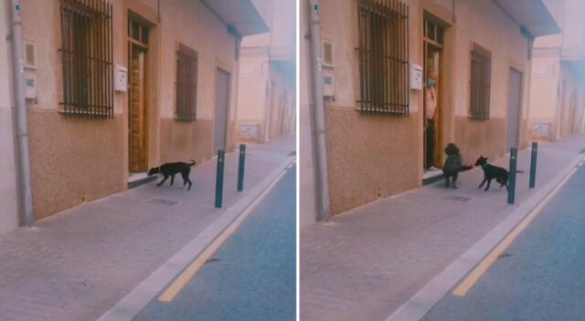 El perrito esperó a su amigo en la puerta de su casa.