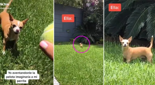 La cachorra corrió en búsqueda de la pelota imaginaria.