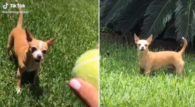 La cachorra corrió en búsqueda de la pelota imaginaria.