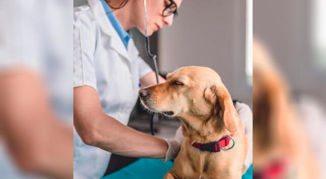 Conoce cuáles serían las posibles causas de esta enfermedad que puede perjudicar a tu perrita.