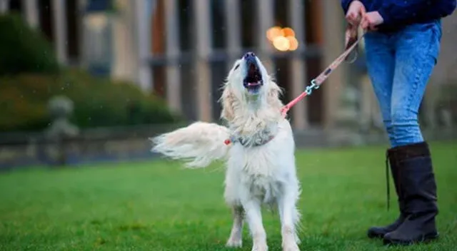 Perrito que aprende a aullar es ayudado por lobos.