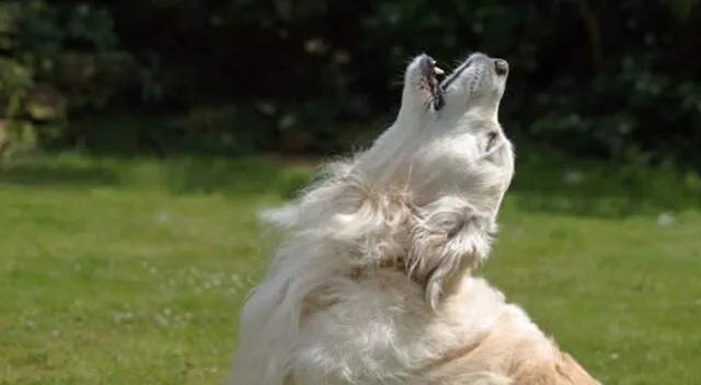 Perrito que aprende a aullar es ayudado por lobos.