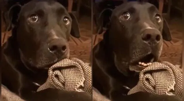 Perrito acaricia a su cachorro y protagonizan tierna escena.