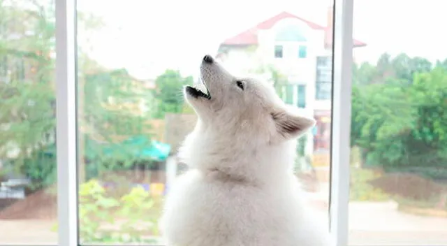 Perrito que aprende a aullar es ayudado por lobos.