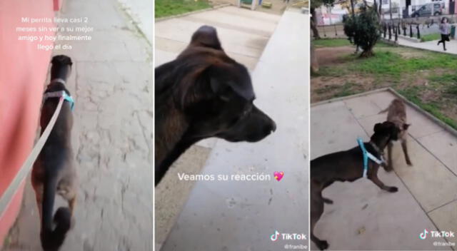 La perrita se reencontró con su mejor amigo.