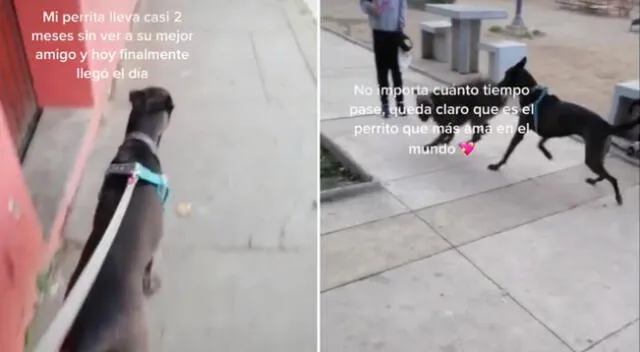 La perrita se reencontró con su mejor amigo.