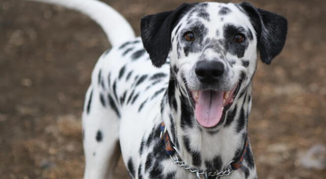 El perro ideó un plan para deshacerse del felino.