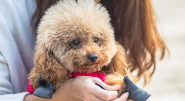 Todos quedaron asombrados. Un cachorro en TikTok aullaba y no esperó que le respondiera un lobo, dejándolo sorprendido por la inedito momento.