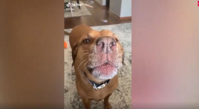 El perrito se sorprendió al escuchar que su llamado fue respondido por lobos. Mira aquí el divertido video de TikTok.