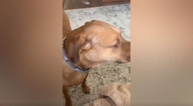 El perrito se sorprendió al escuchar que su llamado fue respondido por lobos. Mira aquí el divertido video de TikTok.