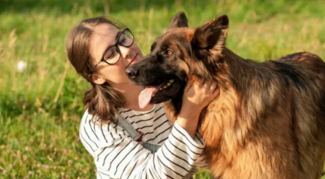 Un cachorro aullaba como un lobo y fue sorprendido al escuchar cómo le respondieron, causando risa en los internautas.