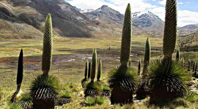 La puya de Raimondi es habitual en la Puna.