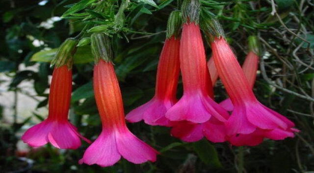 Flores típicas de la región Puna.