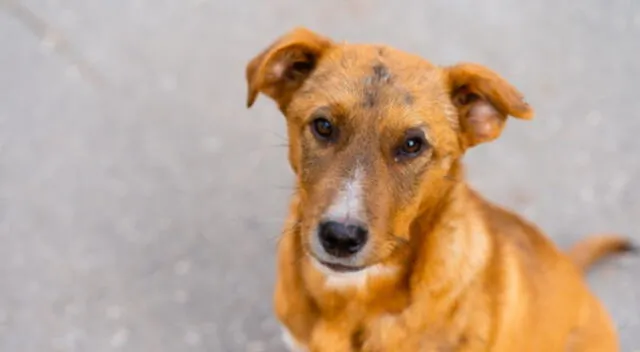 Una mascota sorprendió a su dueño y a los internautas en TikTok al aullar como un lobo y quedar impresionado al ser respondido al mismo estilo del animal.