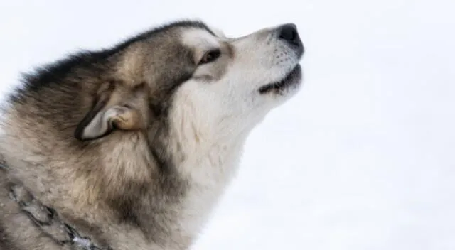 Una mascota sorprendió a su dueño y a los internautas en TikTok al aullar como un lobo y quedar impresionado al ser respondido al mismo estilo del animal.