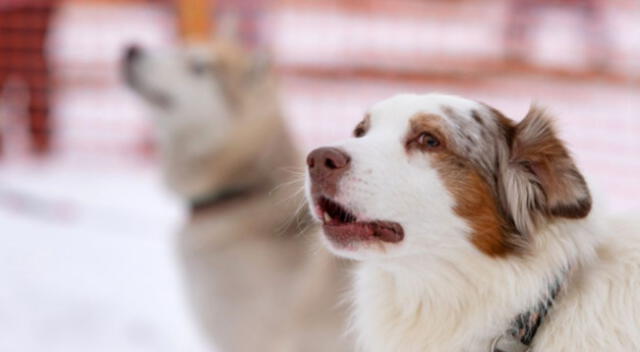 Una mascota sorprendió a su dueño y a los internautas en TikTok al aullar como un lobo y quedar impresionado al ser respondido al mismo estilo del animal.