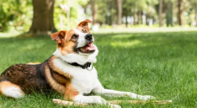 En el clip de TikTok, aparece un cachorro aullando y de inmediato se queda sorprendido al escuchar que un lobo le responde con el mismo aullido.