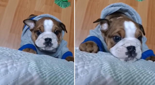 El perrito empezó a llorar cerca a la cama de su dueña.