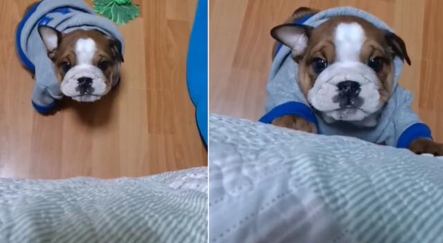 El perrito empezó a llorar cerca a la cama de su dueña.