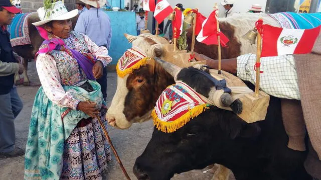 Caylloma es conocida por realizar un concurso y desfile de los mejores ganados del pueblo.