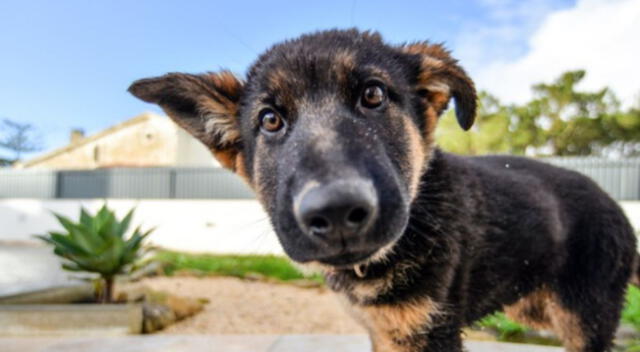 Un cachorro quedó muy impactado tras aullar de broma y segundos después ser sorprendido por el mismo sonido pero de un lobo.