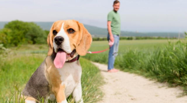 Un cachorro quedó muy impactado tras aullar de broma y segundos después ser sorprendido por el mismo sonido pero de un lobo.