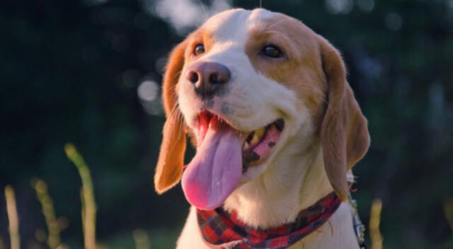 Un cachorro quedó muy impactado tras aullar de broma y segundos después ser sorprendido por el mismo sonido pero de un lobo.