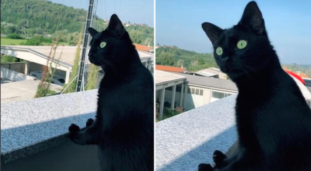 El gato no pudo ocultar su curiosidad y se quedó escuchando la pelea.