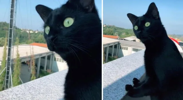 El gato no pudo ocultar su curiosidad y se quedó escuchando la pelea.