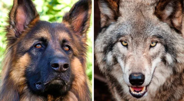 Un perrito aullaba como un lobo y fue sorprendido al escuchar cómo le respondieron, causando risa en los cibernautas.