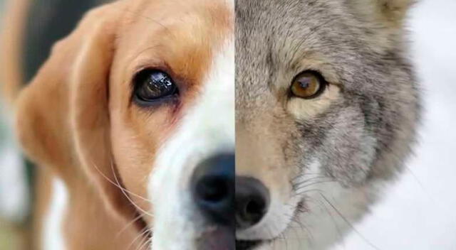 Un perrito aullaba como un lobo y fue sorprendido al escuchar cómo le respondieron, causando risa en los cibernautas.