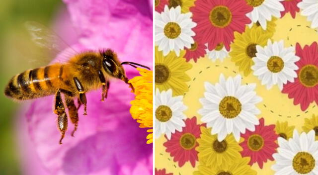 Reto viral: encuentra a la abeja escondida entre las flores.