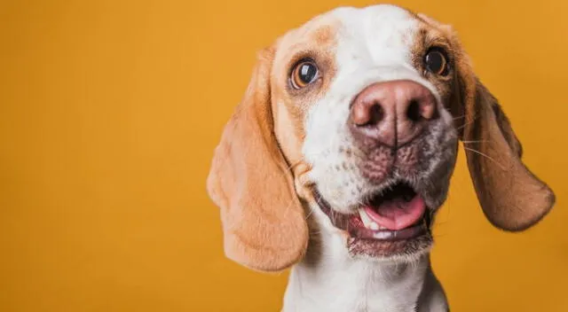 Curiosa reacción tuvo un perro que al practicar sus aullidos no esperó que un verdadero lobo le respondería rápidamente.