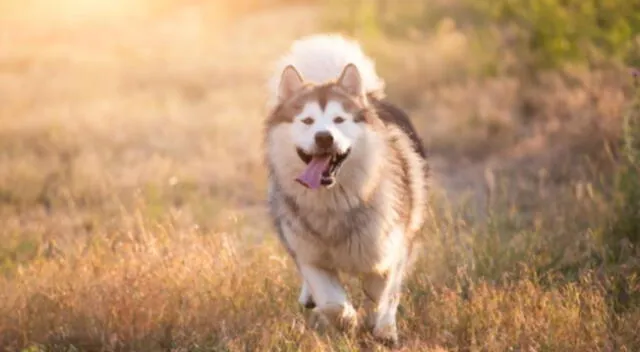 Cachorro intenta imitar el aullido de un lobo pero quedó sorprendido al escuchar como un animal verdadero le responde con mismo aullido.