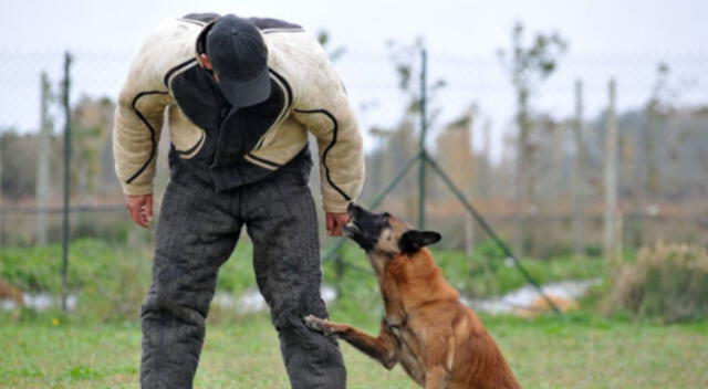 Un perrito dormía en la calle y un soldado peruano se acercó a darle comida tras verlo en plena vereda temblando de frío.