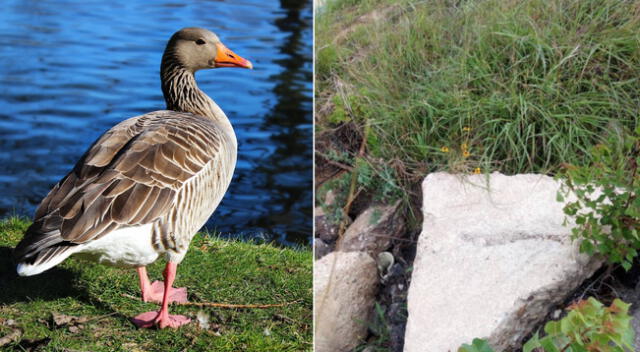 Reto viral: encuentra al pato escondido en la imagen.