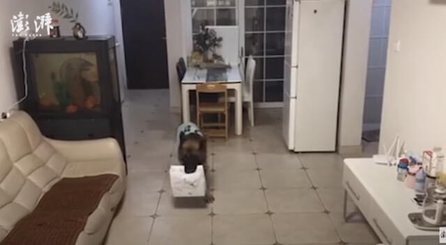 El perrito asombró a miles con su técnica de recepción de dellivery.