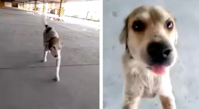 El conmovedor reencuentro de un joven con su perro luego de buscarlo por más de 3 meses