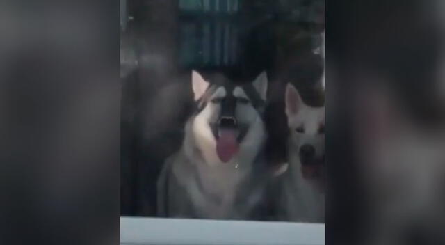 La curiosa reacción de un perrito para intentar llamar la atención de su dueño