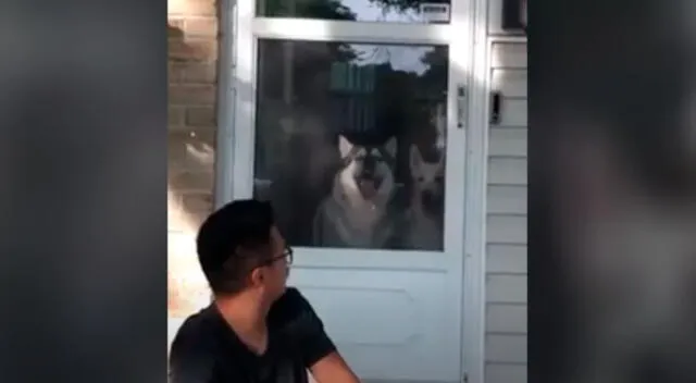 La curiosa reacción de un perrito para intentar llamar la atención de su dueño